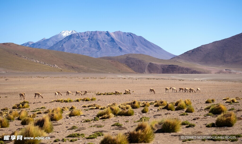 高山下的 漠植被景观