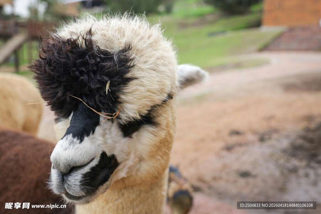 可爱羊驼特写