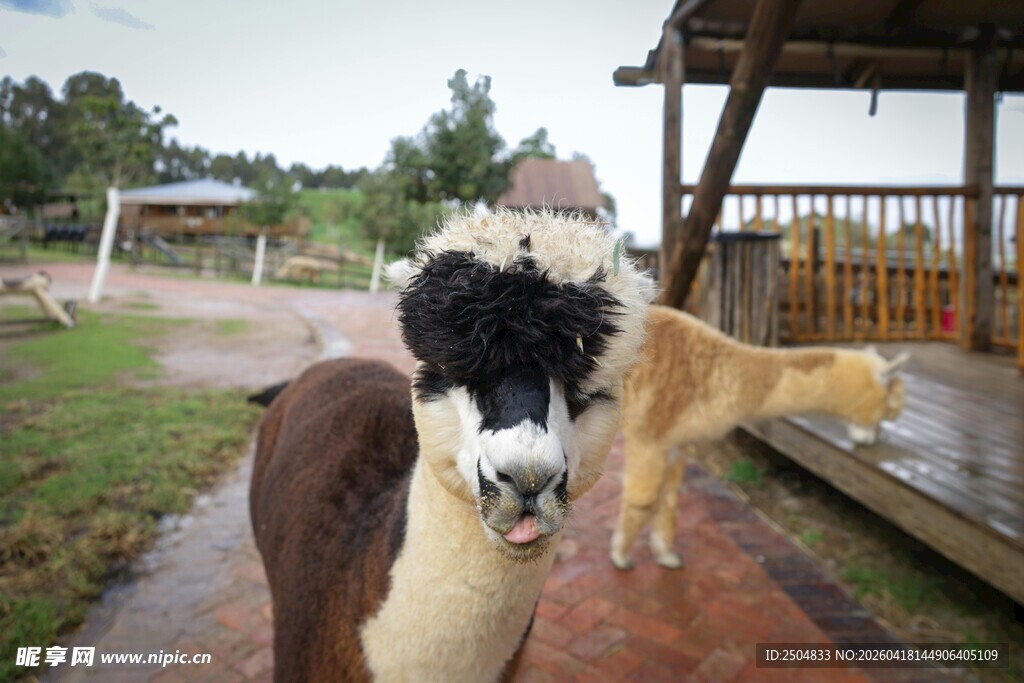 农场中站立的多种动物