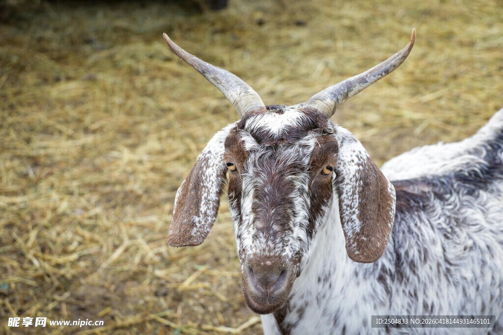 站在干草上的斑点山羊