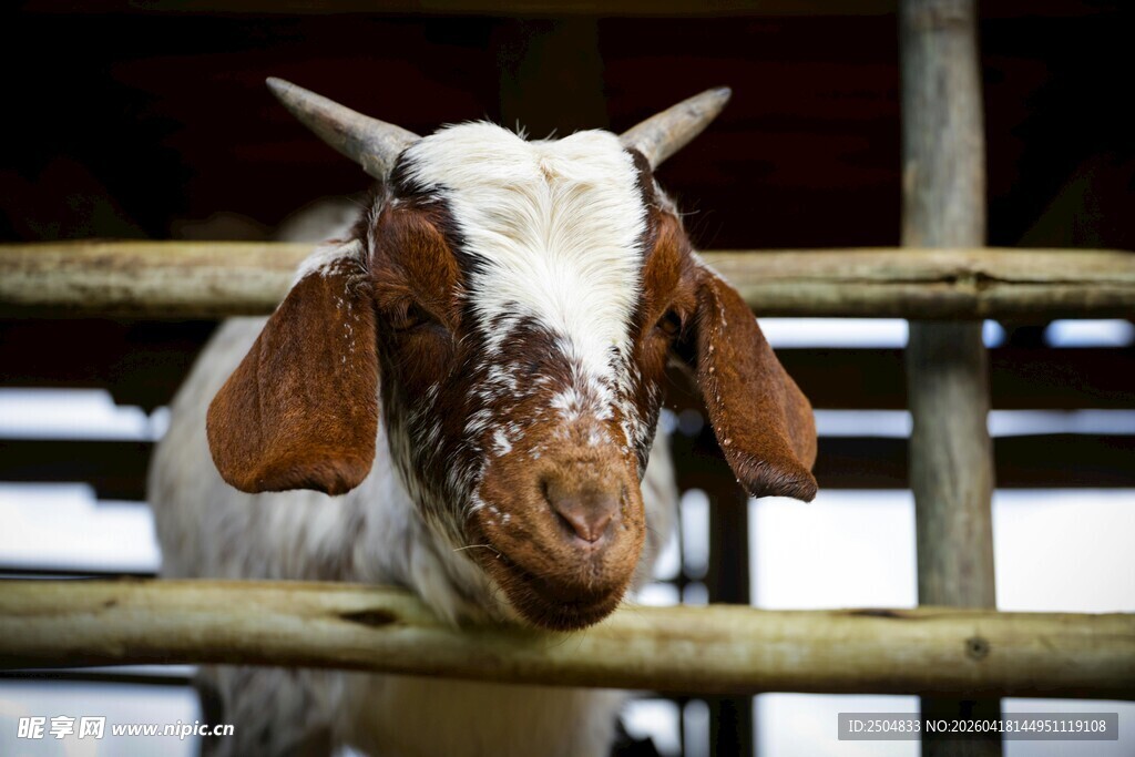 栅栏边的可爱山羊