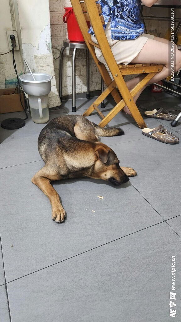 椅子旁趴着休息的狗子