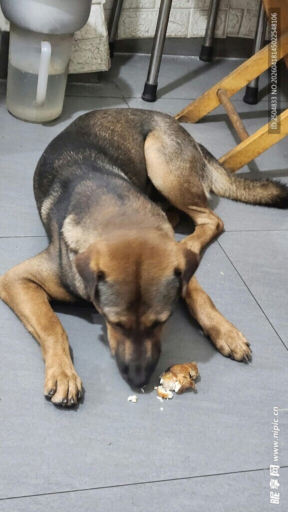 趴着休息的德国牧羊犬