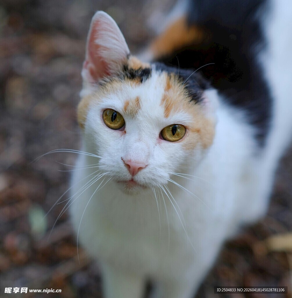 三色花猫凝视镜头