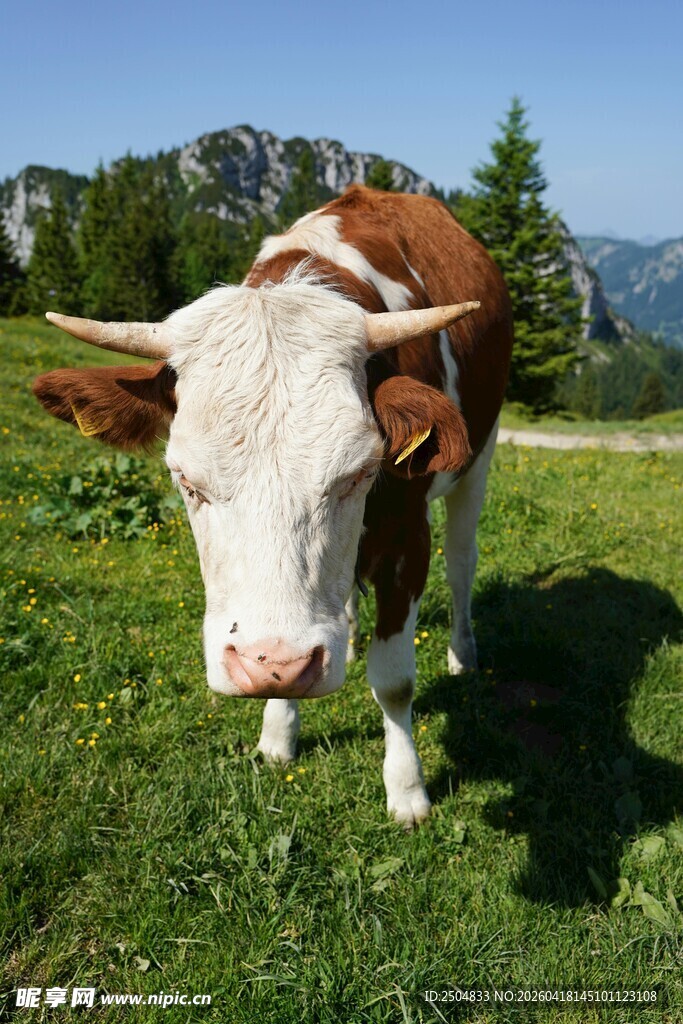 草地上的棕白相间奶牛