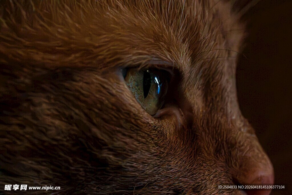 猫咪特写 绿眸棕毛的魅力