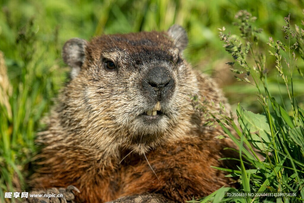 草丛中的可爱土拨鼠