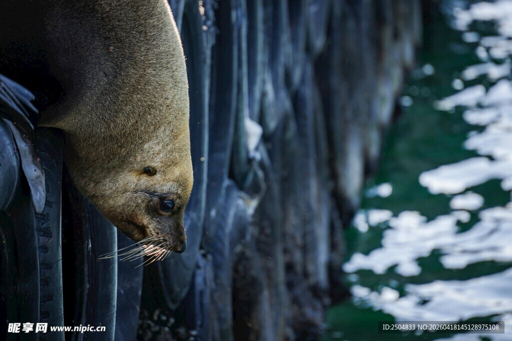 海狮探头望海面