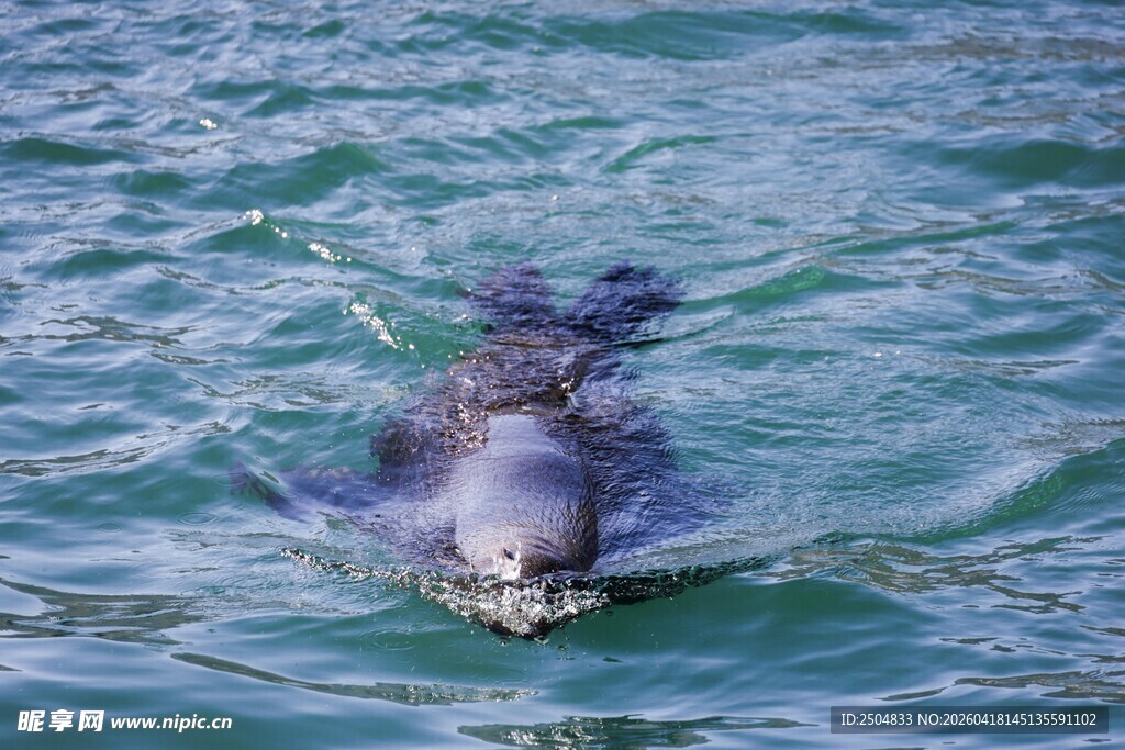 水中嬉戏的海豹