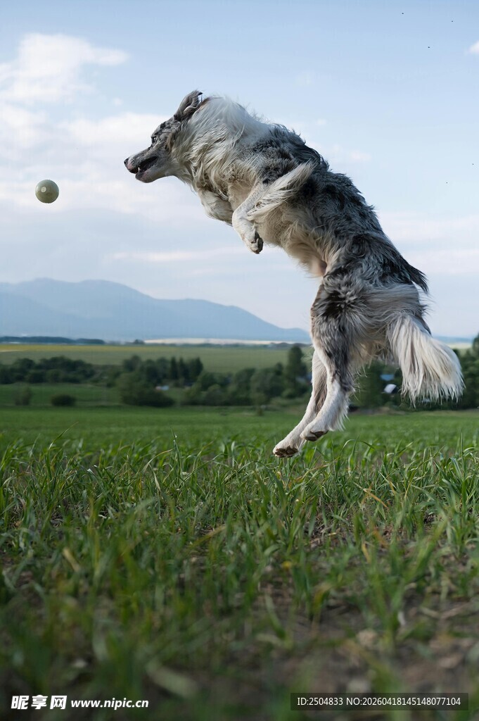 牧羊犬草地跃起接飞盘