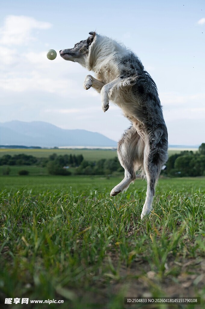 狗狗草地跃起接飞盘