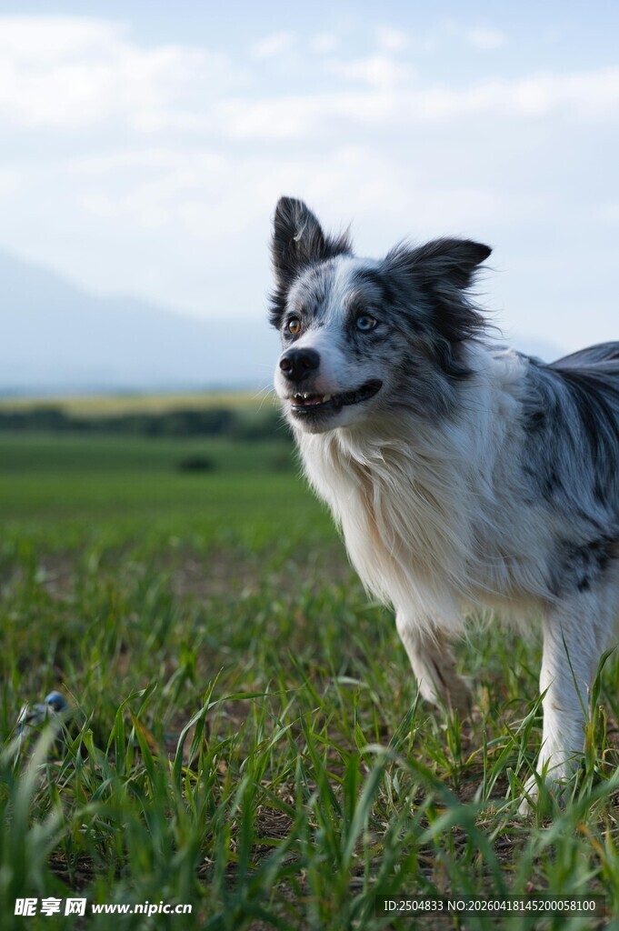 草地边的可爱边牧犬