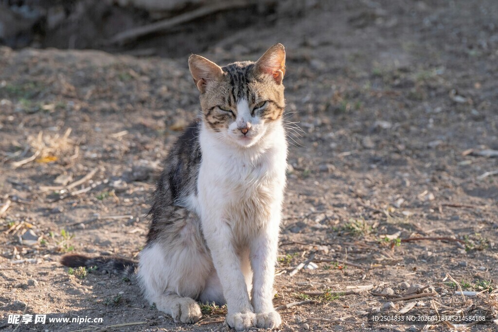 户外可爱猫咪