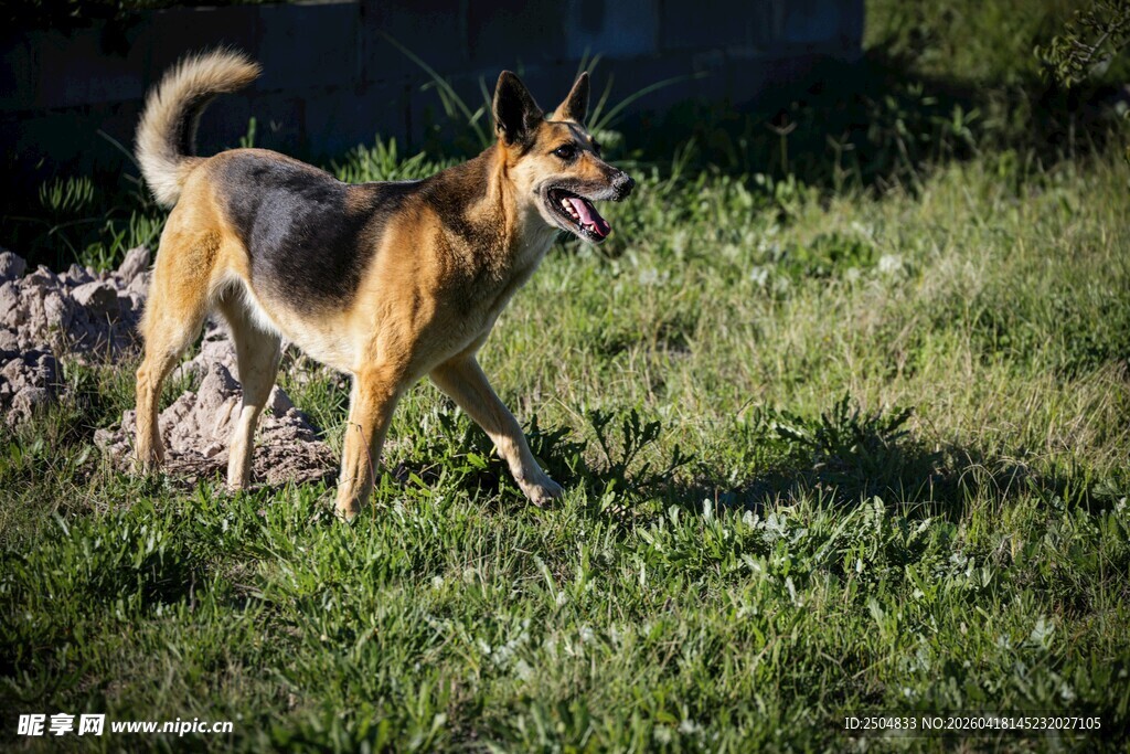 草地中的德国牧羊犬