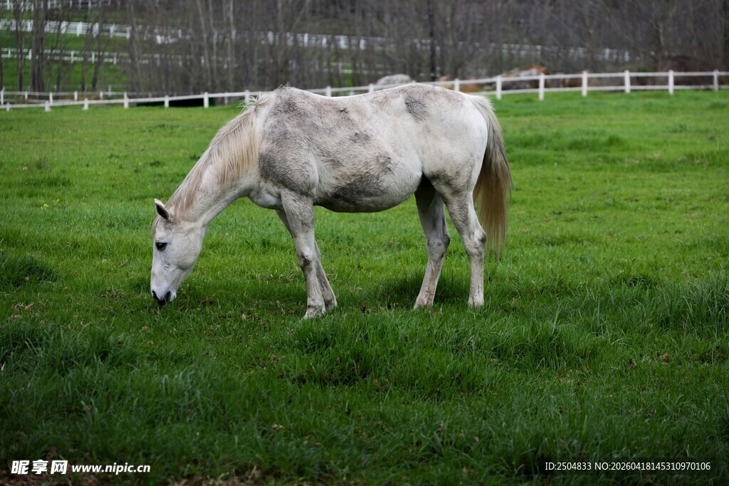 白马于绿草地悠然吃草
