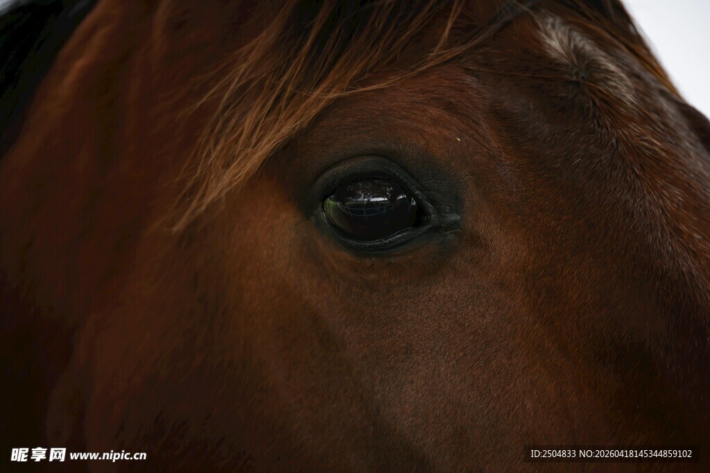 骏马深邃眼眸特写