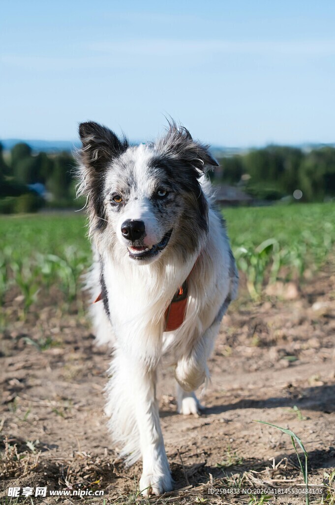田野中奔跑的可爱牧羊犬