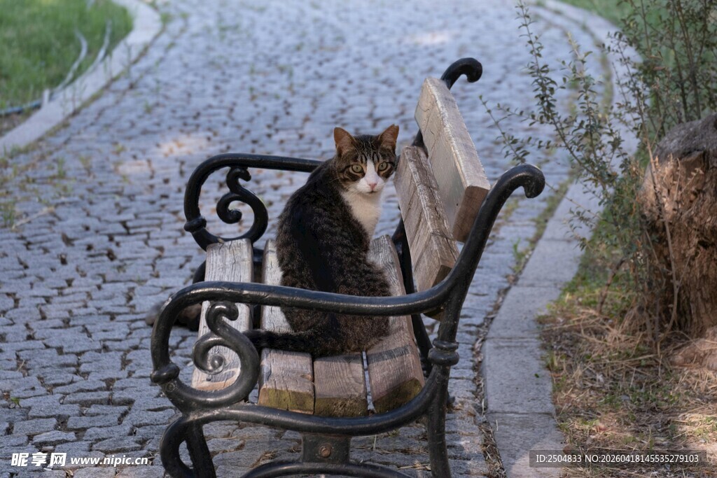 长椅上的猫咪