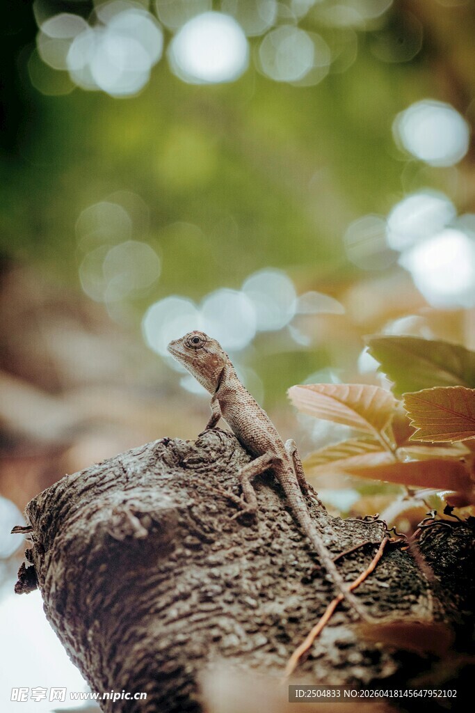 树枝上的蜥蜴