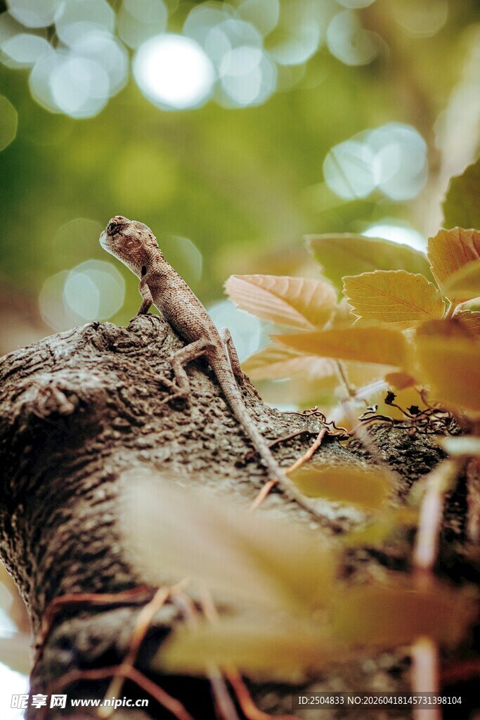 树枝上的小蜥蜴