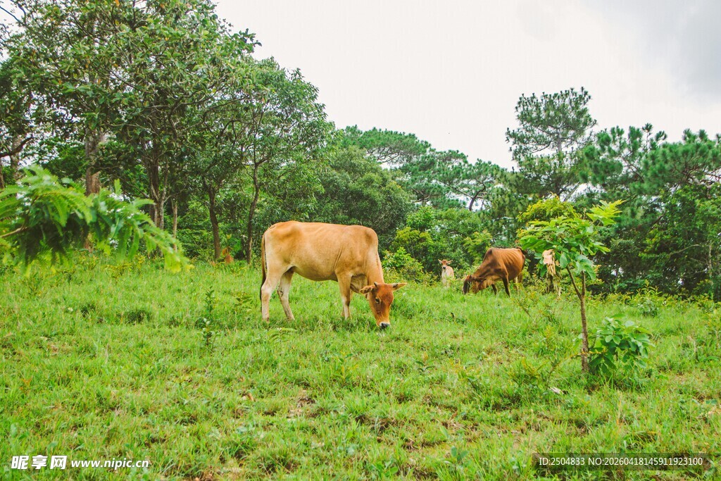 草原上悠闲吃草的黄牛