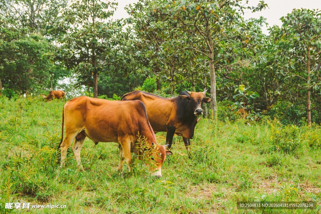 草地上悠闲吃草的几头牛