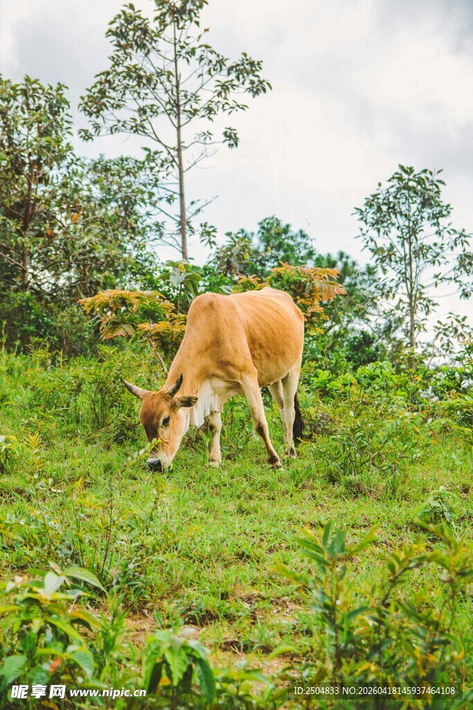 田野中低头吃草的黄牛