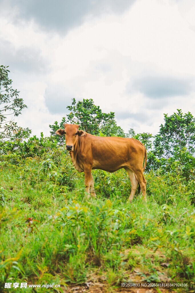 草原上的棕色牛