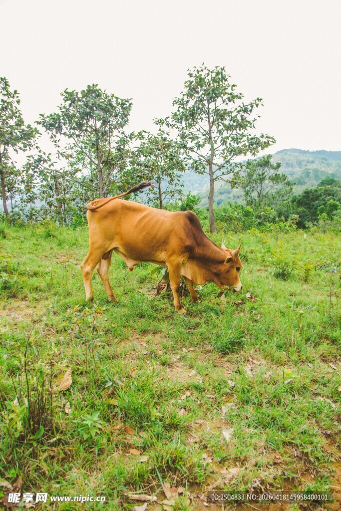 田野间吃草的黄牛