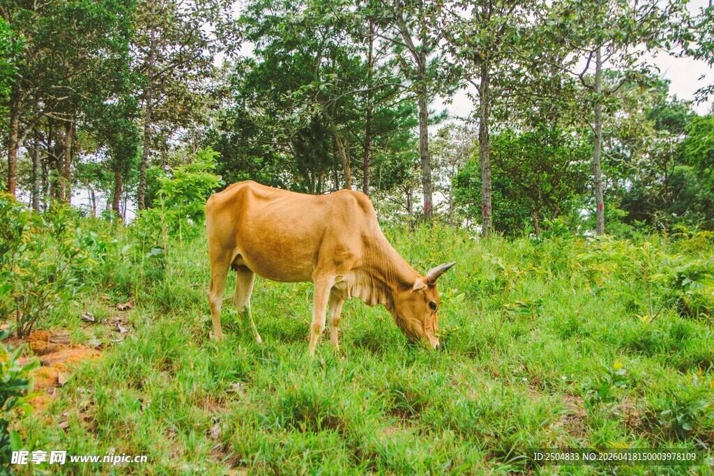 田野中吃草的黄牛