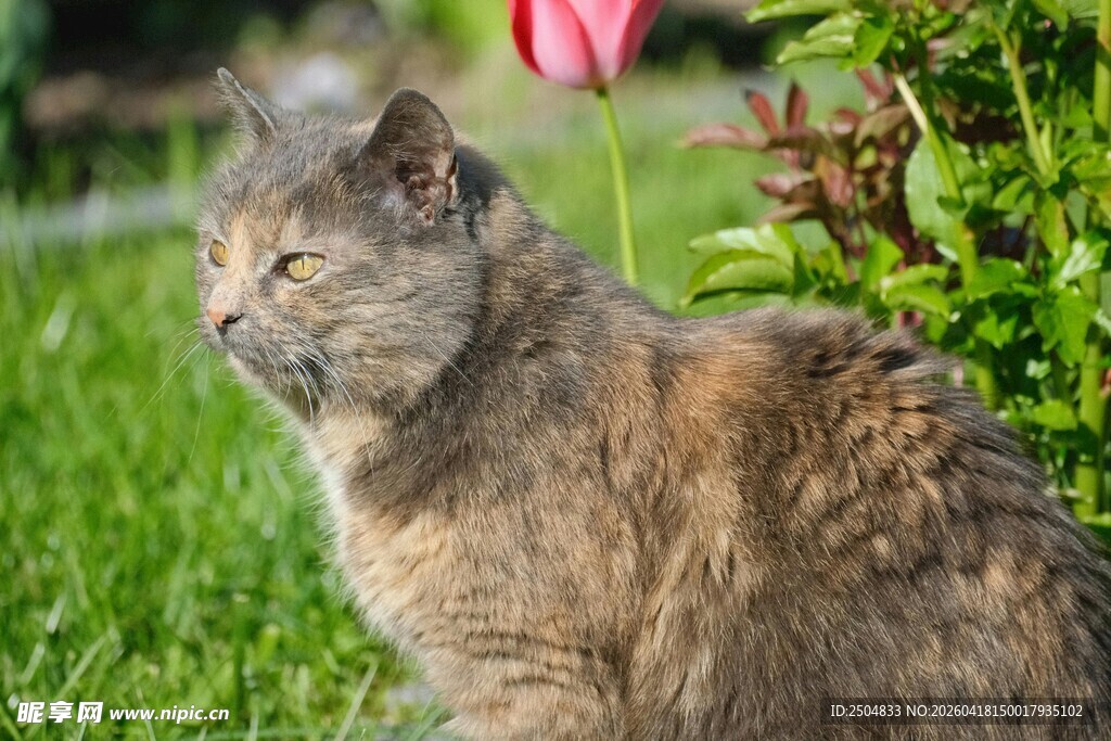 草地上的慵懒猫咪