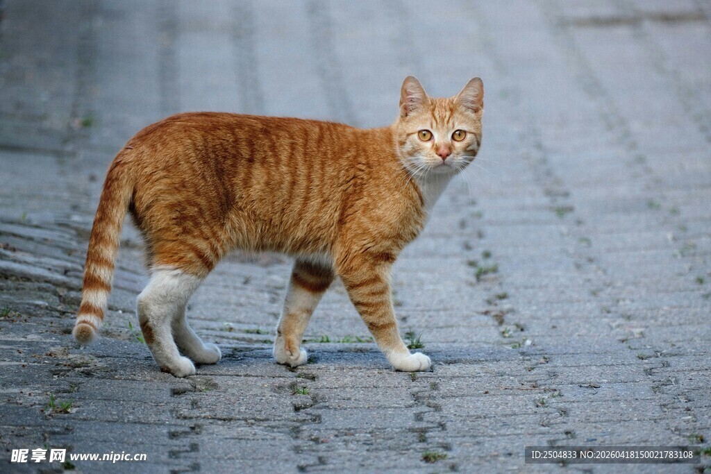 雨中漫步的橘猫