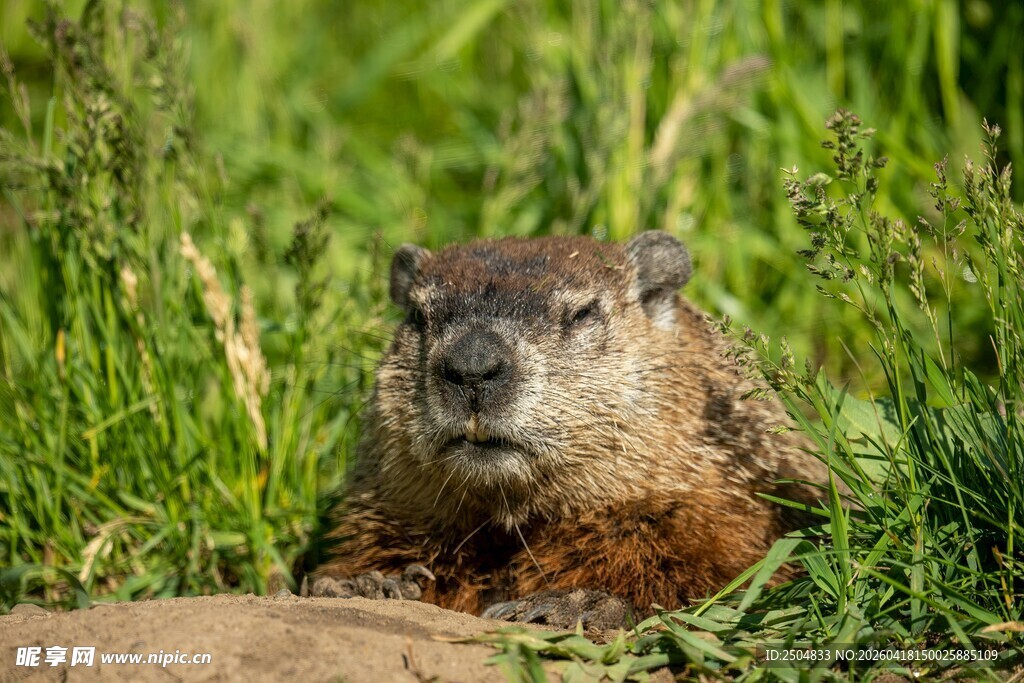 草地上的土拨鼠