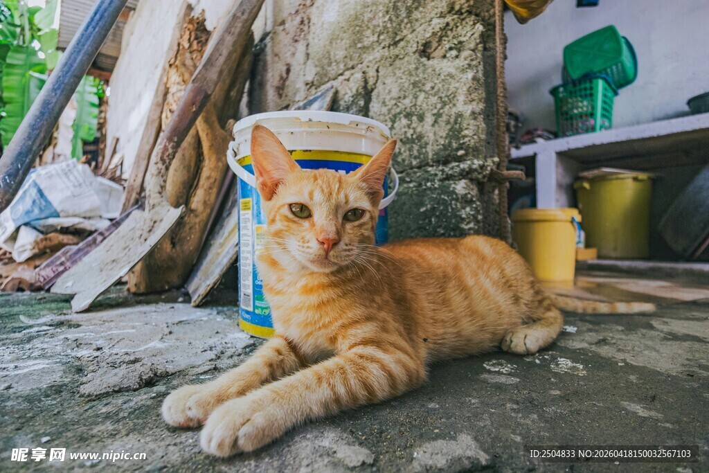 橘猫慵懒躺于杂物旁