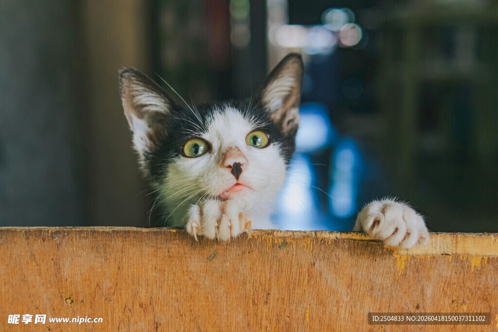 好奇小猫探头张望