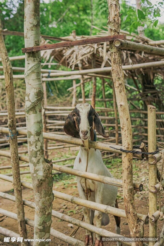 竹制围栏内的动物栖息场景
