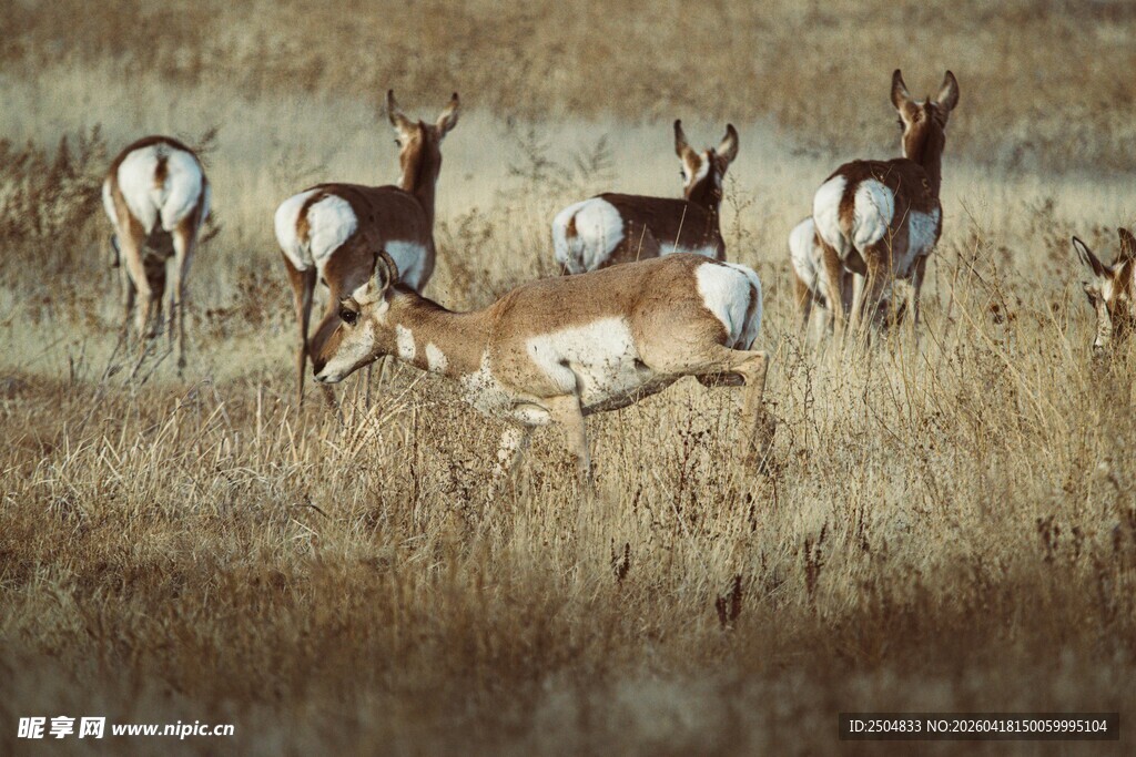 草原上的羚羊群