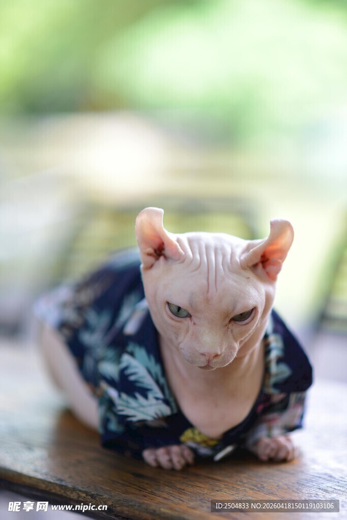 穿花衣的无毛猫