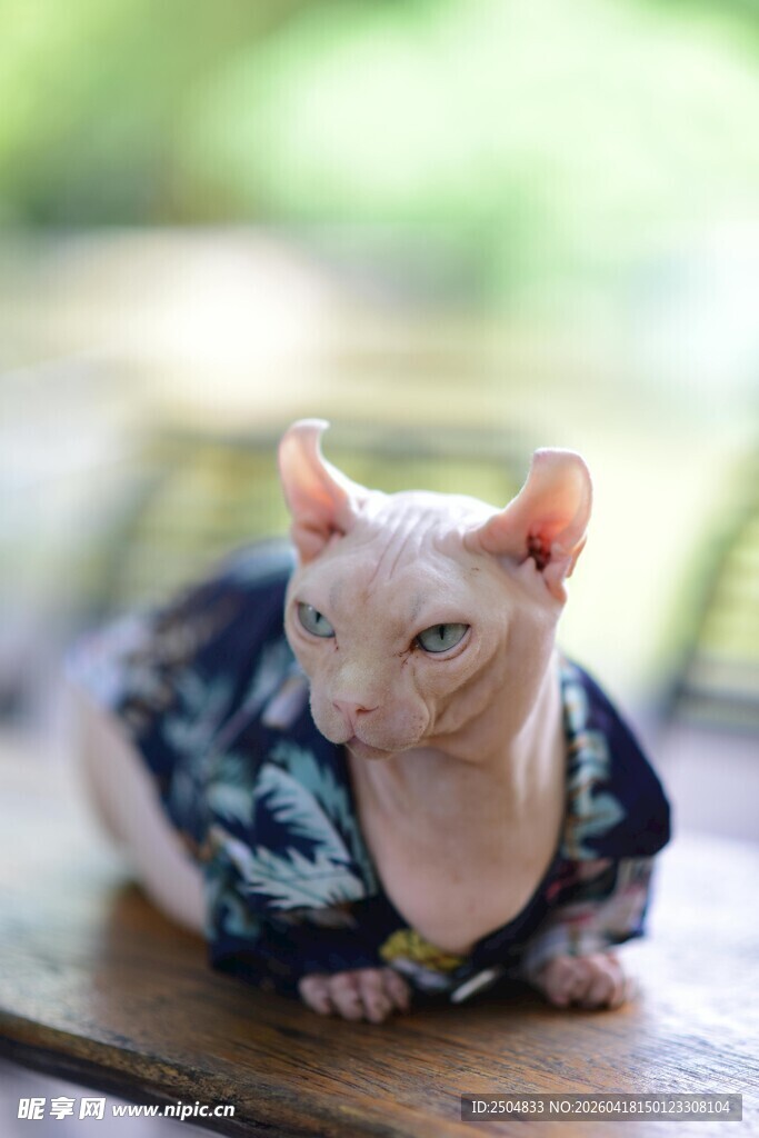 穿花衣的无毛猫