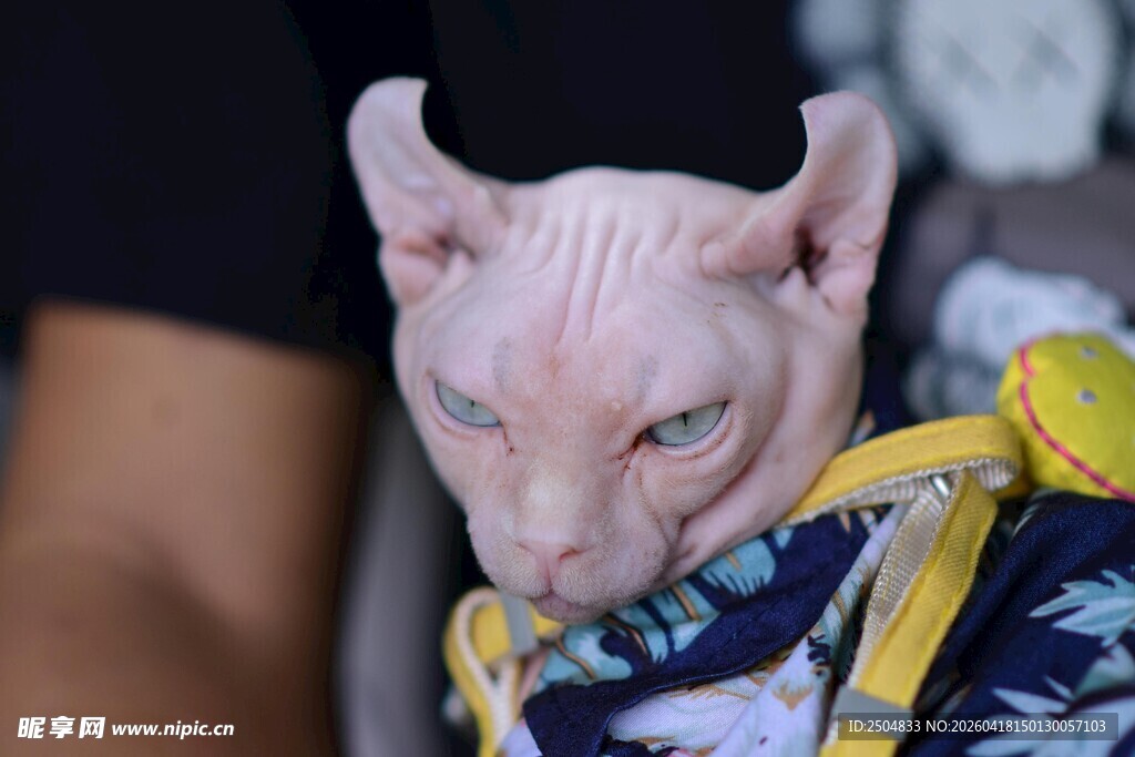 无毛猫穿花衣超可爱