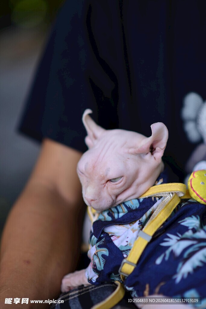 无毛猫穿着可爱服饰