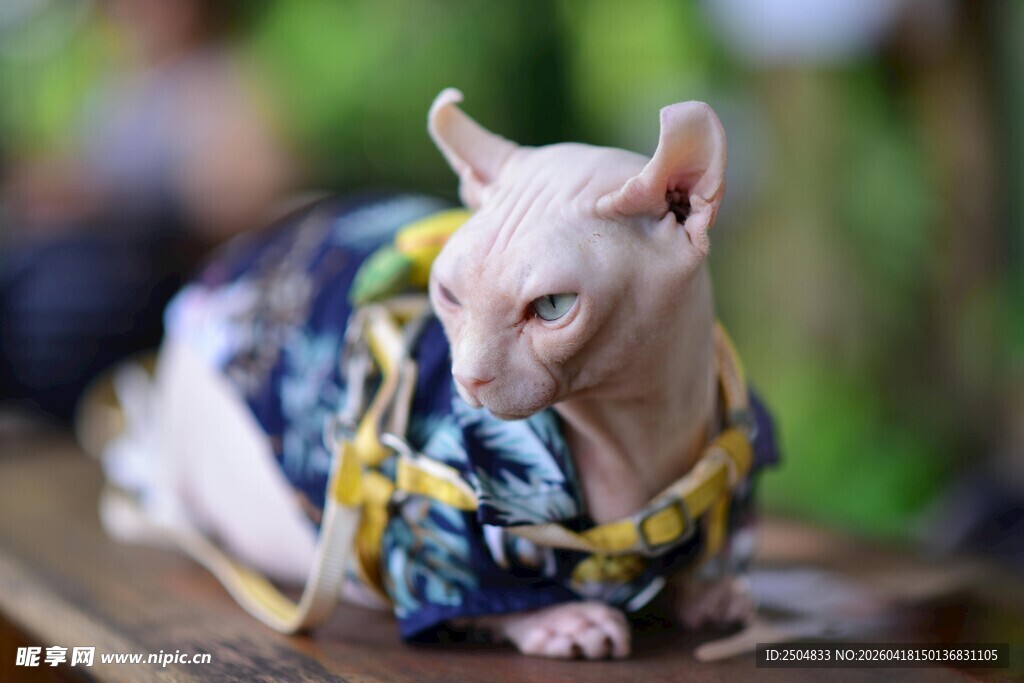 穿花衣的无毛猫