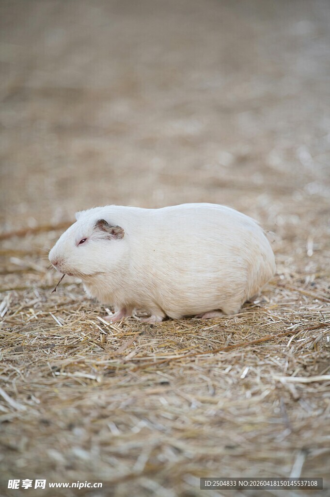 草地上的小白鼠