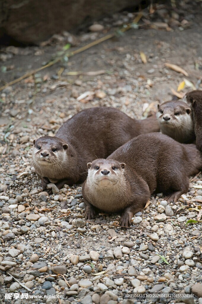 一群水獭惬意躺卧