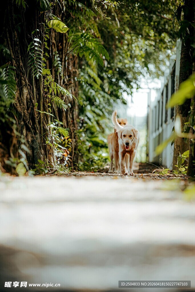 林间小道上的神秘身影