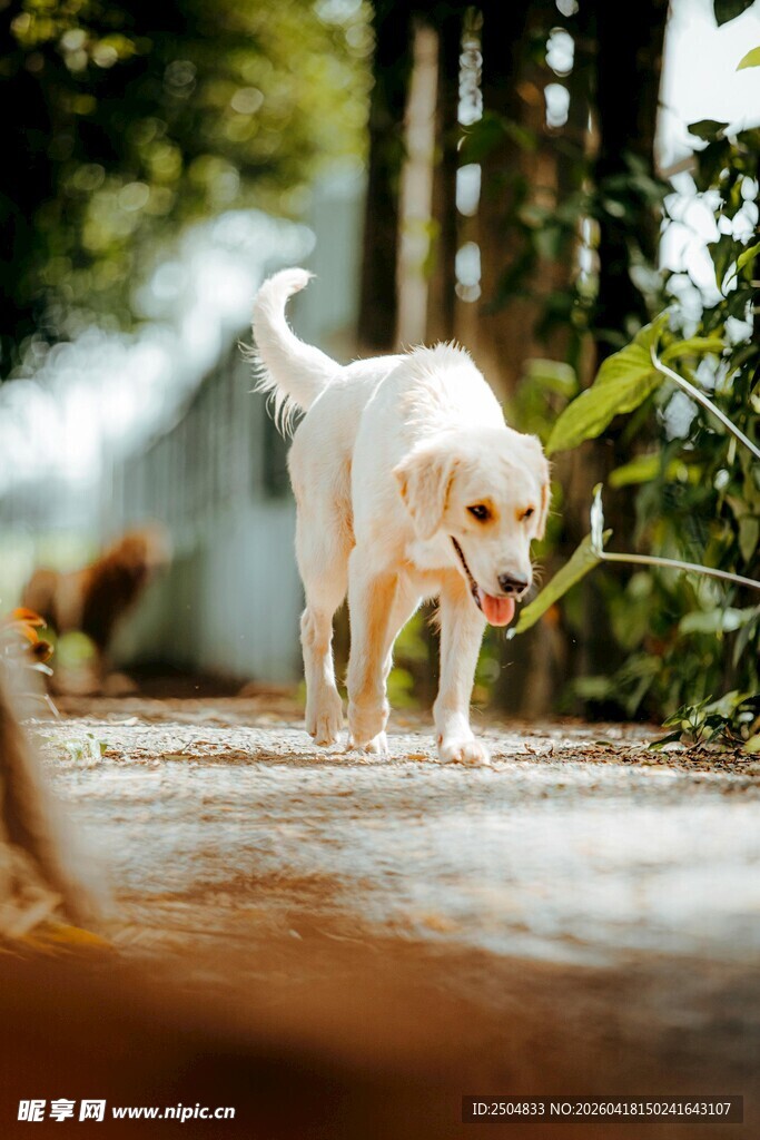 林间漫步的金毛犬