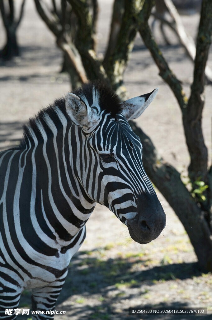 斑马于树荫下的悠然一刻