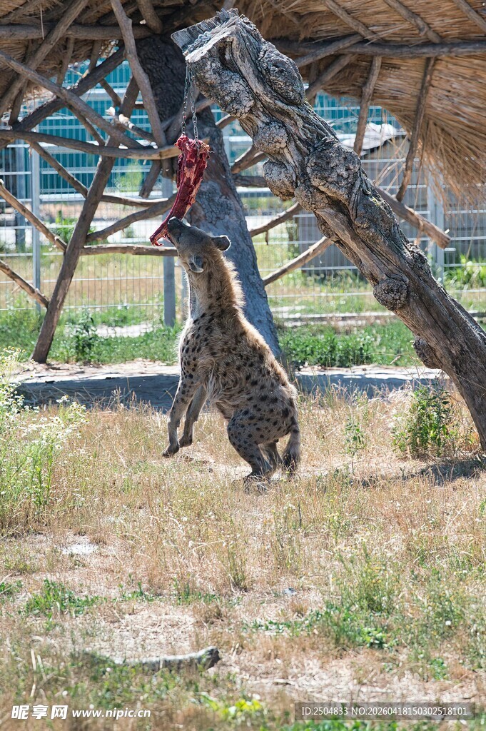 工人高空作业搭建木结构