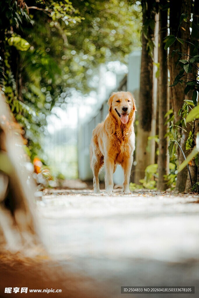 林间漫步的金毛犬