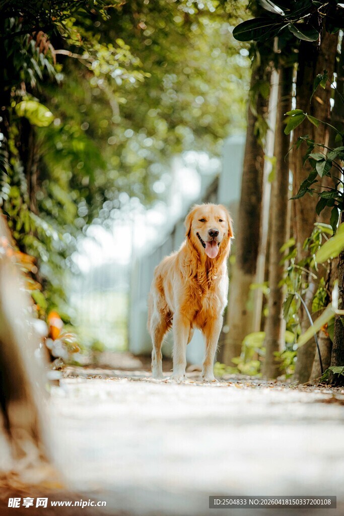 林间漫步的金毛犬